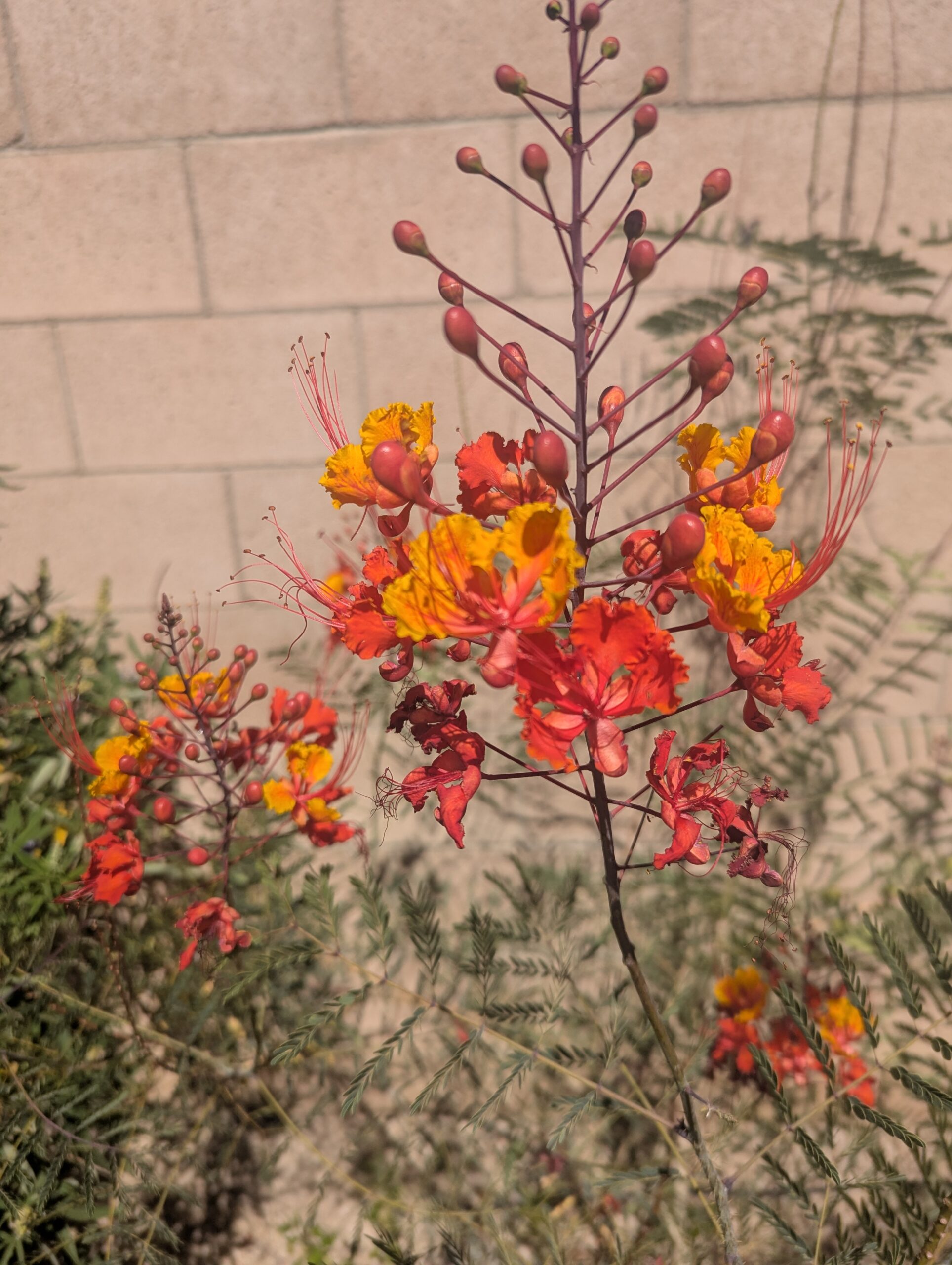 Plant of the Month: Mexican Bird of Paradise (June–July Bloomer)