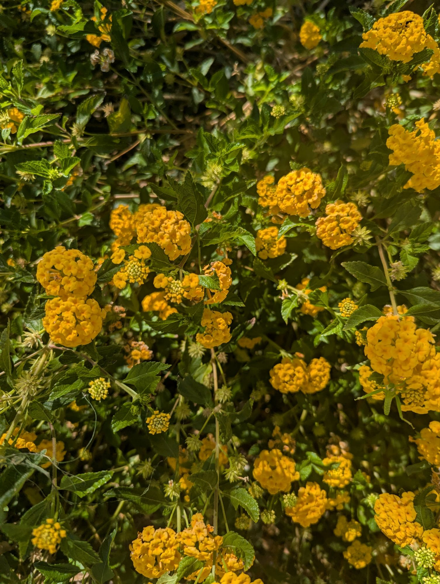 Top 10 Ornamental Drought-Tolerant Plants for High Desert Gardens